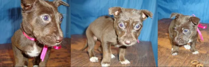 Cachorro ra a sem idade Abaixo de 2 meses nome Filhote