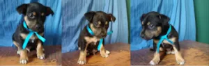 Cachorro raça sem idade Abaixo de 2 meses nome Filhote