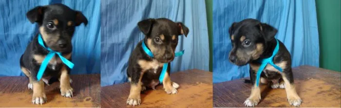 Cachorro ra a sem idade Abaixo de 2 meses nome Filhote