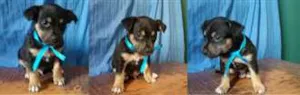 Cachorro raça sem idade Abaixo de 2 meses nome Filhote