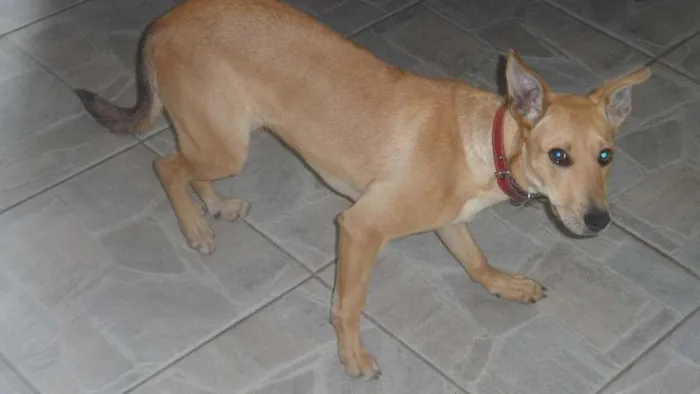 Cachorro ra a vira lata idade 7 a 11 meses nome pituca