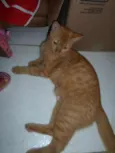 Mel