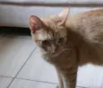 Mel