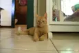 Mel