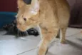 Mel
