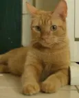 Mel