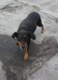 Menina