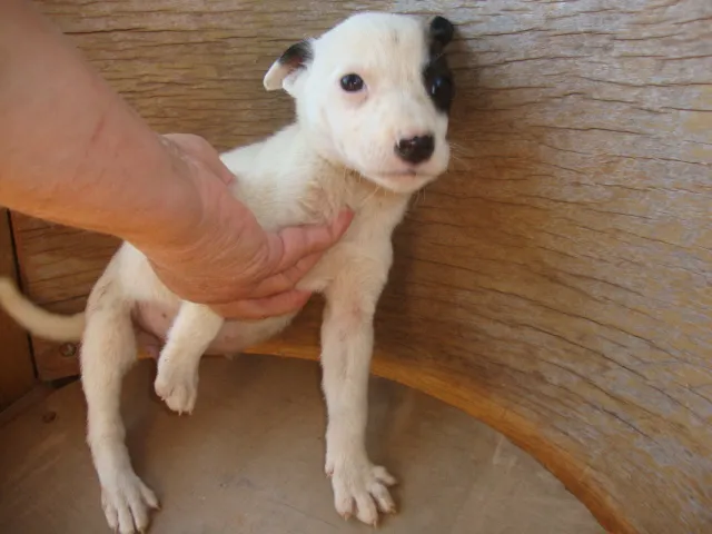 Cachorro ra a SRD idade 2 a 6 meses nome Filhotes Rosa e Ros