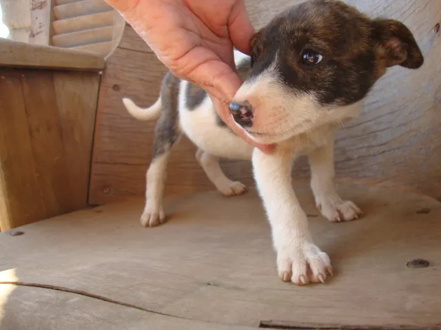 Cachorro ra a SRD idade 2 a 6 meses nome Filhotes Rosa e Ros