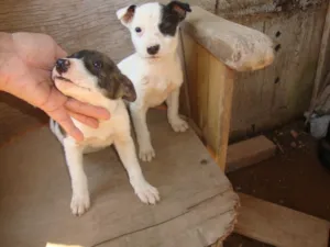 Cachorro raça SRD idade 2 a 6 meses nome Filhotes Rosa e Ros