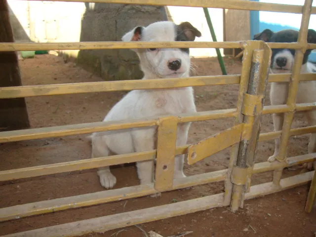 Cachorro ra a SRD idade 2 a 6 meses nome Filhotes Rosa e Ros