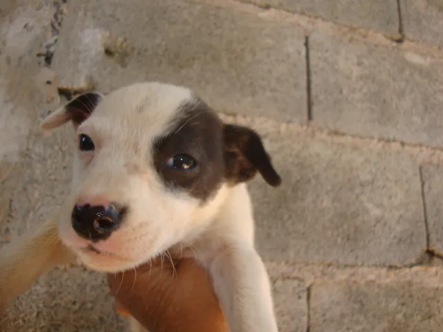 Cachorro ra a SRD idade 2 a 6 meses nome Filhotes Rosa e Ros