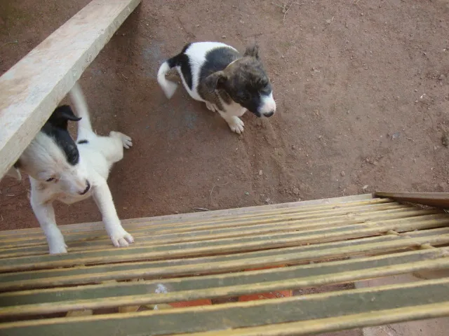 Cachorro ra a SRD idade 2 a 6 meses nome Filhotes Rosa e Ros