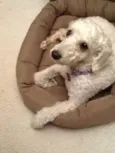 Vivi