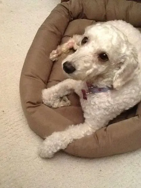 Cachorro ra a Poodle idade Abaixo de 2 meses nome Vivi
