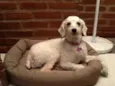 Vivi