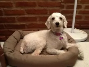 Cachorro raça Poodle idade Abaixo de 2 meses nome Vivi