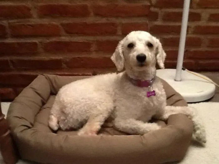 Cachorro ra a Poodle idade Abaixo de 2 meses nome Vivi