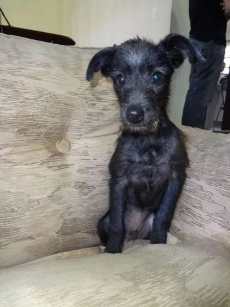 Cachorro ra a SRD idade 2 a 6 meses nome Toninho