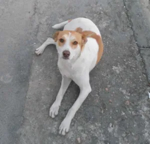 Cachorro raça SRD idade 1 ano nome Suzi