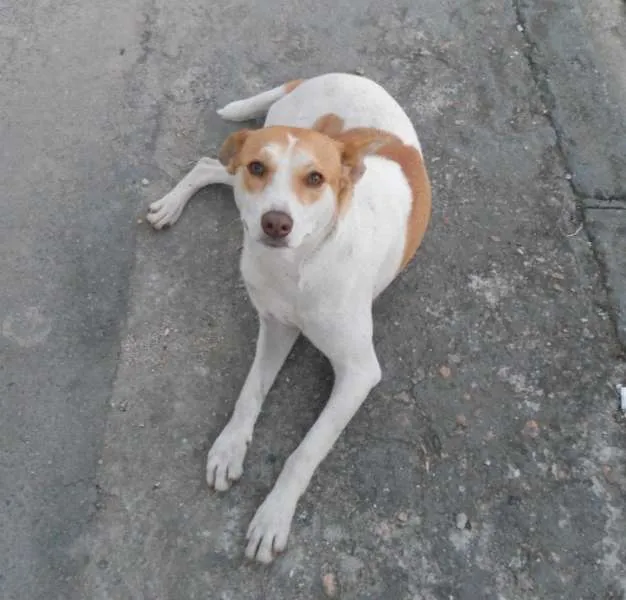 Cachorro ra a SRD idade 1 ano nome Suzi