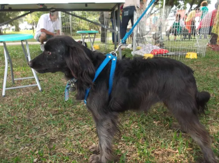 Cachorro ra a SRD idade 3 anos nome Cookie