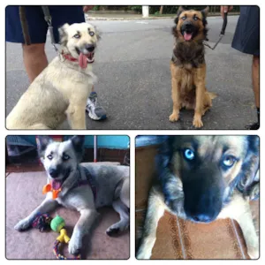 Cachorro raça SRD idade 2 anos nome Nikita e Rambo