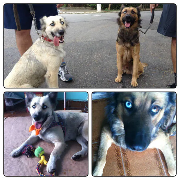 Cachorro ra a SRD idade 2 anos nome Nikita e Rambo