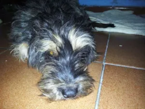 Cachorro raça SRD idade 2 anos nome Menina