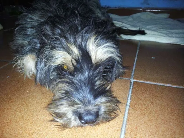 Cachorro ra a SRD idade 2 anos nome Menina