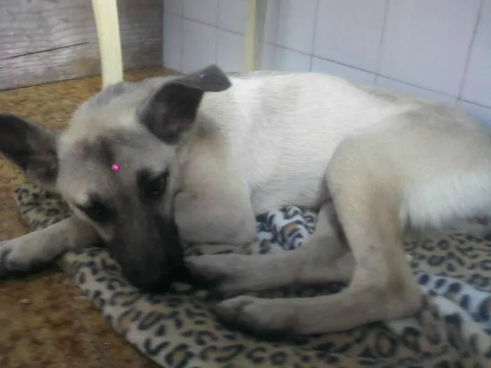 Cachorro ra a INDEFINIDA  idade 7 a 11 meses nome Sendo chamada de Sa