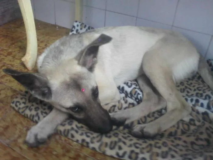 Cachorro ra a INDEFINIDA  idade 7 a 11 meses nome Sendo chamada de Sa