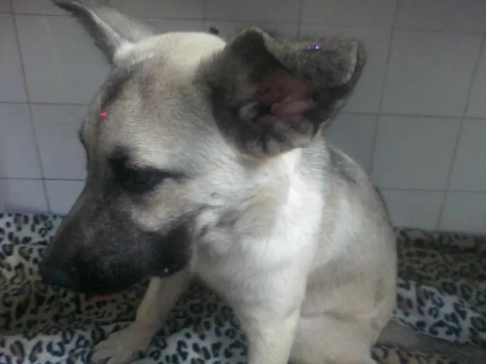 Cachorro ra a INDEFINIDA  idade 7 a 11 meses nome Sendo chamada de Sa