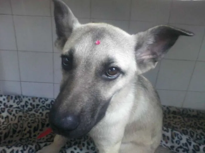 Cachorro ra a INDEFINIDA  idade 7 a 11 meses nome Sendo chamada de Sa