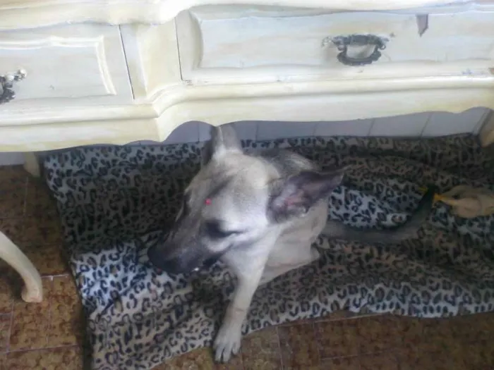 Cachorro ra a INDEFINIDA  idade 7 a 11 meses nome Sendo chamada de Sa