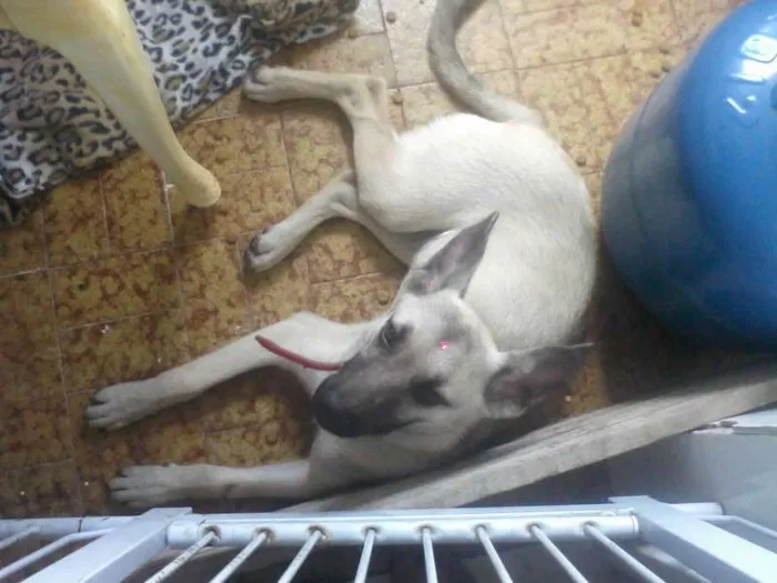 Cachorro ra a INDEFINIDA  idade 7 a 11 meses nome Sendo chamada de Sa