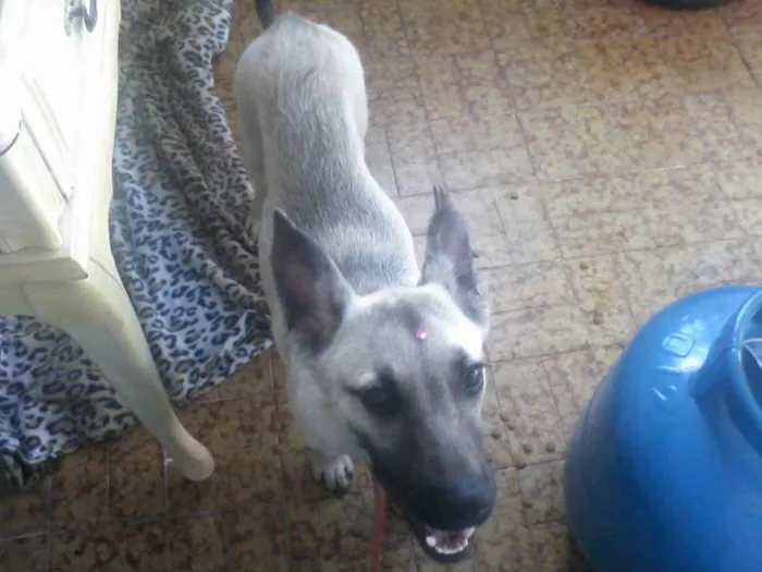 Cachorro ra a INDEFINIDA  idade 7 a 11 meses nome Sendo chamada de Sa