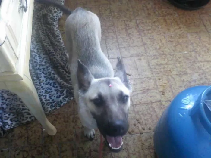 Cachorro ra a INDEFINIDA  idade 7 a 11 meses nome Sendo chamada de Sa