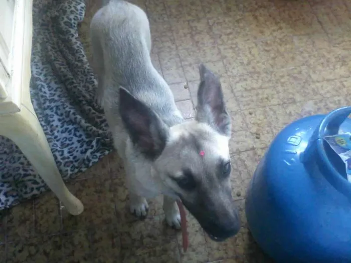 Cachorro ra a INDEFINIDA  idade 7 a 11 meses nome Sendo chamada de Sa