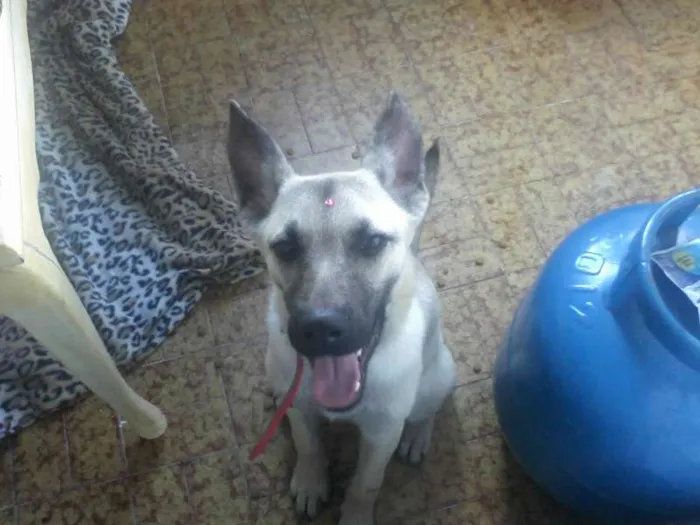 Cachorro ra a INDEFINIDA  idade 7 a 11 meses nome Sendo chamada de Sa