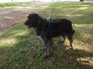 Cachorro raça SRD idade 3 anos nome Cookie