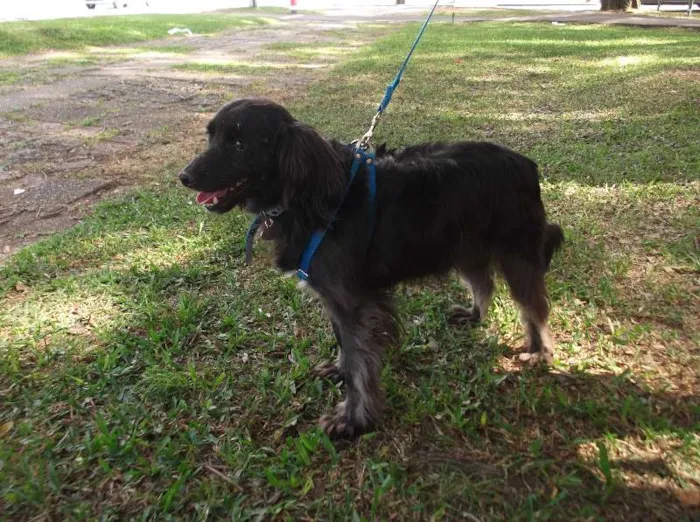Cachorro ra a SRD idade 3 anos nome Cookie