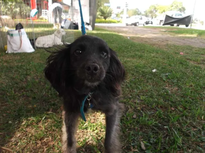 Cachorro ra a SRD idade 3 anos nome Cookie