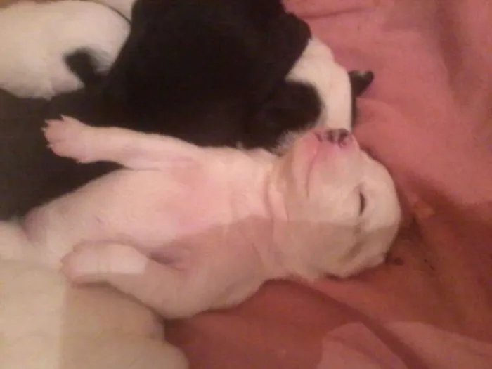 Cachorro ra a indefenida idade Abaixo de 2 meses nome sem nome