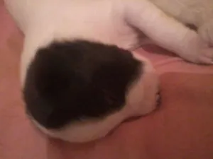 Cachorro raça indefenida idade Abaixo de 2 meses nome sem nome