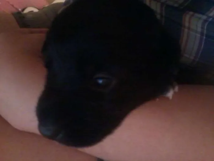 Cachorro ra a indefenida idade Abaixo de 2 meses nome sem nome