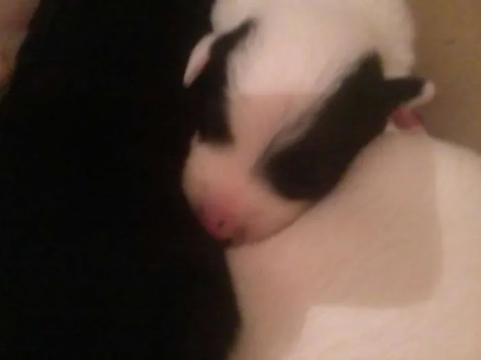 Cachorro ra a indefenida idade Abaixo de 2 meses nome sem nome