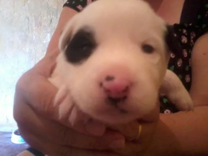 Cachorro ra a indefenida idade Abaixo de 2 meses nome sem nome
