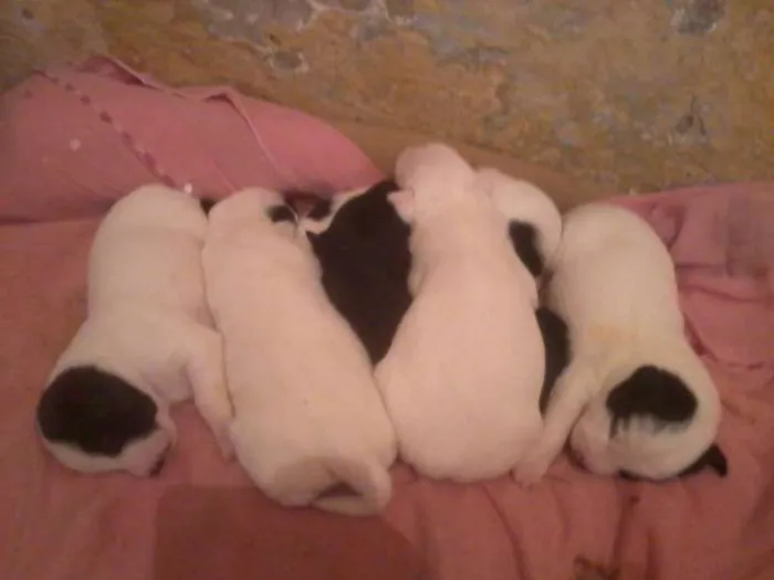 Cachorro ra a indefenida idade Abaixo de 2 meses nome sem nome