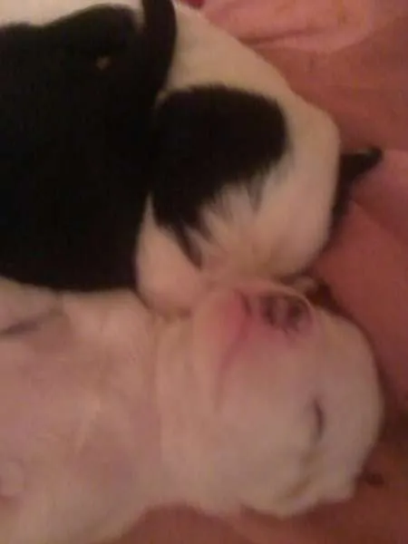 Cachorro ra a indefenida idade Abaixo de 2 meses nome sem nome